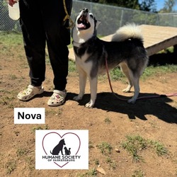 Thumbnail photo of Nova #4