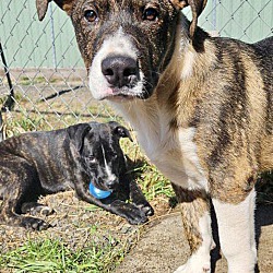 bonded pet photo