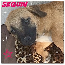 Thumbnail photo of Sequin #2