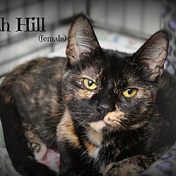 Thumbnail photo of Faith Hill #1