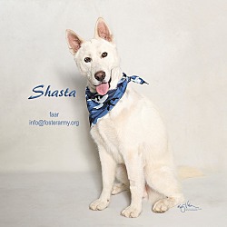 Thumbnail photo of Shasta #1
