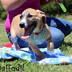 Thumbnail photo of Daffodil~adopted! #3