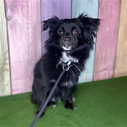 Photo of Coco