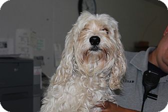 Gustine Ca Cocker Spaniel Meet Cocker Maltese Mix Pups A Pet For Adoption