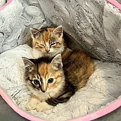 Thumbnail photo of Calico Kittens #1
