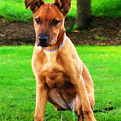 Photo of PUPPY BROWN SUGAR-FOSTER OR ADOPTER NEEDED