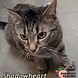 Photo of Shadowheart