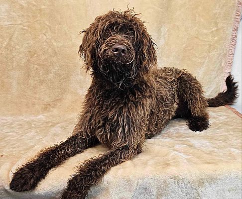 New York, NY - Labradoodle. Meet Boise - foster needed a Pet for ...