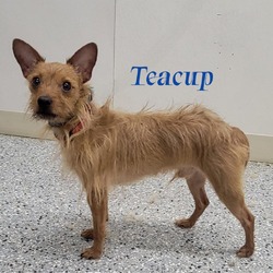 Photo of Teacup