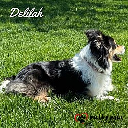 Thumbnail photo of Delilah (Courtesy Post) #2