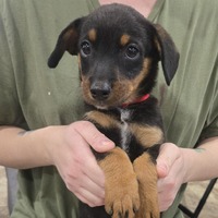 adopt-pet