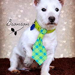 Thumbnail photo of Bronson-adoption pending #1