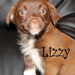 Thumbnail photo of Lizzy~adopted! #1