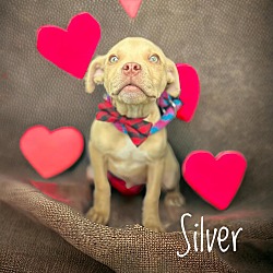 Photo of Silver