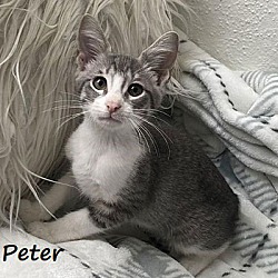 Thumbnail photo of Peter #loves-to-be-held #1