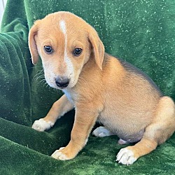 Thumbnail photo of Three Bear Pups - Porridge - Adopted! #2