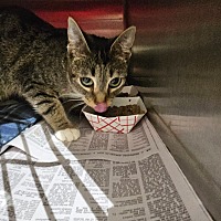 adopt a pet