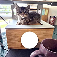 adopt a pet