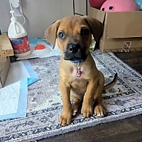 adopt a pet