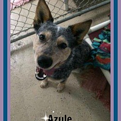 Thumbnail photo of Azule #1