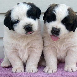 Photo of Saint Bernard pups