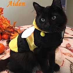 Thumbnail photo of Aiden - Adopted January 2017 #2