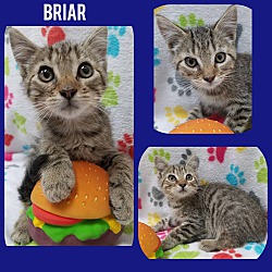 Photo of Briar
