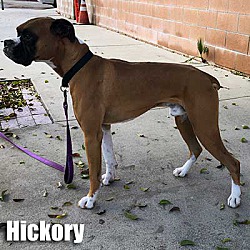 Thumbnail photo of Hickory #2