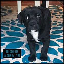 Photo of Biggie