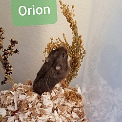 Thumbnail photo of Orion #2