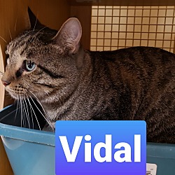 Photo of Vidal 5320