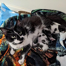 Thumbnail photo of Furby & 2 kittens #4