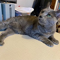 adopt a pet