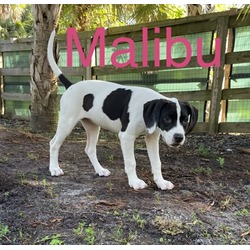 Thumbnail photo of MALIBU #2