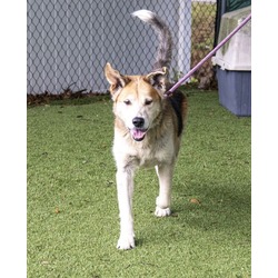 Thumbnail photo of Tony (Cocoa Adoption Center) #1