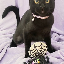 Thumbnail photo of Gretel #cute-mini-panther #2