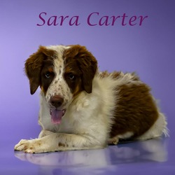 Thumbnail photo of Sara Carter D24-141 #4