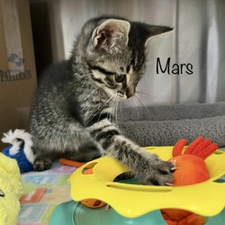 Thumbnail photo of Mars #4