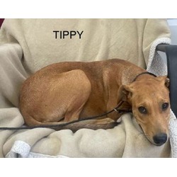 Thumbnail photo of Tippy #2