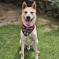 adopt-pet
