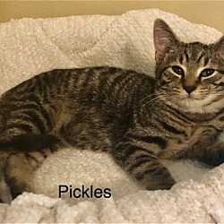 Photo of Pickles (22-497)