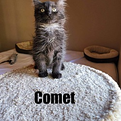 Thumbnail photo of COMET #3