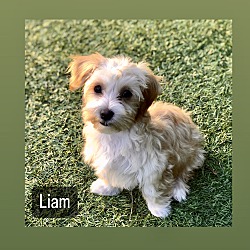Thumbnail photo of Liam #1