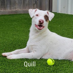 Thumbnail photo of Quill #1