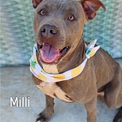Thumbnail photo of Milli #1