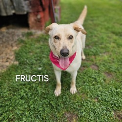 Thumbnail photo of Fructis #4