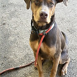 Photo of CALVIN - Nicest friendly boy NDS foster