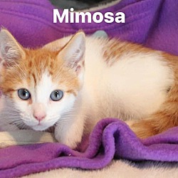 Photo of Mimosa