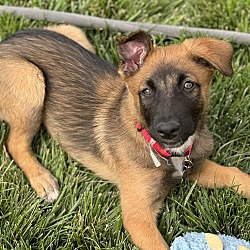 Albuquerque, NM - German Shepherd Dog/Australian Cattle Dog. Meet Karma ...