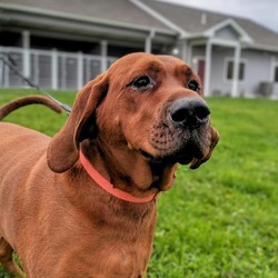 Photo of Rusty